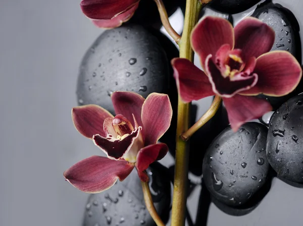 Still life with orchid — Stock Photo, Image