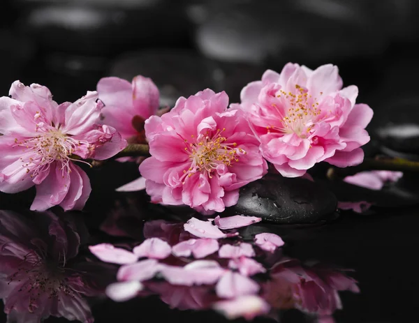 Pobočka třešňový květ — Stock fotografie