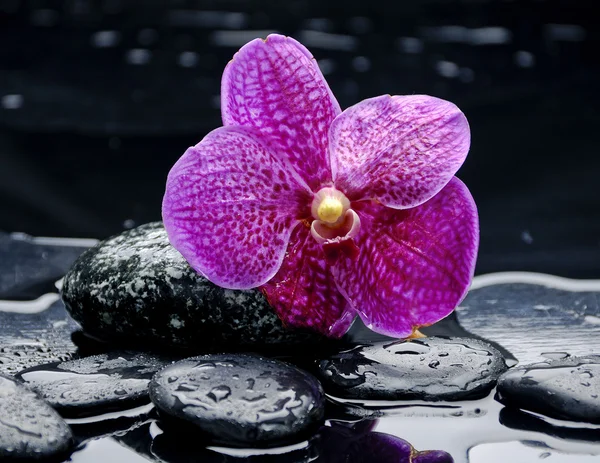 Martwa natura z orchideą — Zdjęcie stockowe