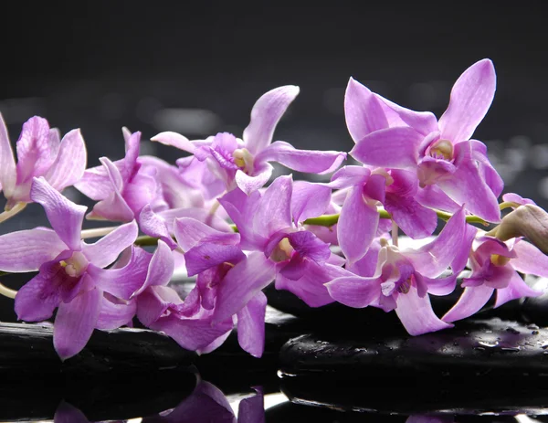 Відділення орхідея — стокове фото