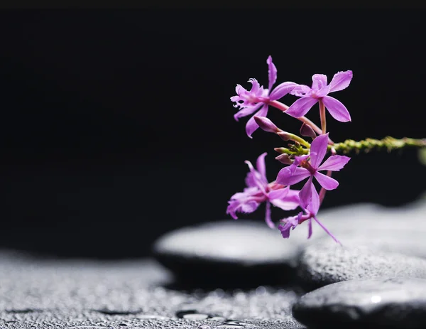 Branch orchid — Stock Photo, Image