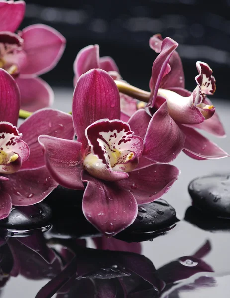 Orchidea ág — Stock Fotó