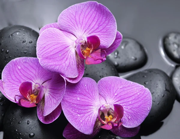 Flor de orquídea — Fotografia de Stock