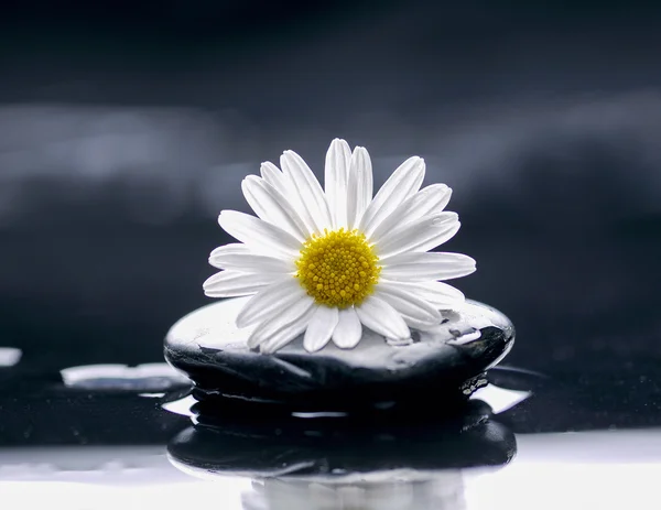 White daisy — Stock Photo, Image