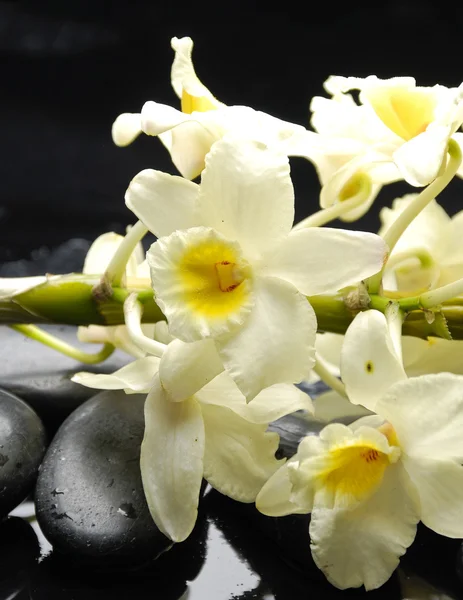 Branch orchid — Stockfoto