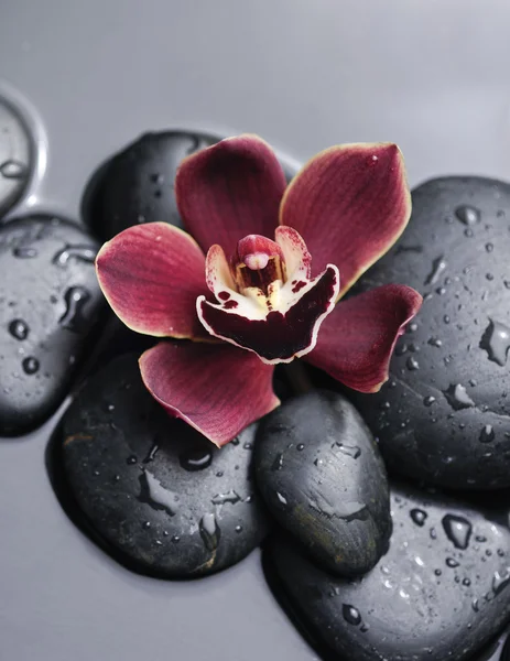 Orquídea termal — Fotografia de Stock