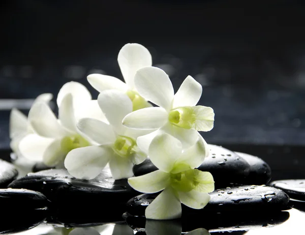 spa konsept