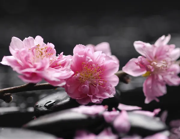 Gren cherry blossom Stockbild