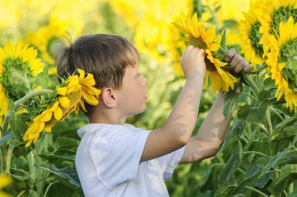 Jongen in een wit t-shirt zonnebloemen veld — Stockfoto