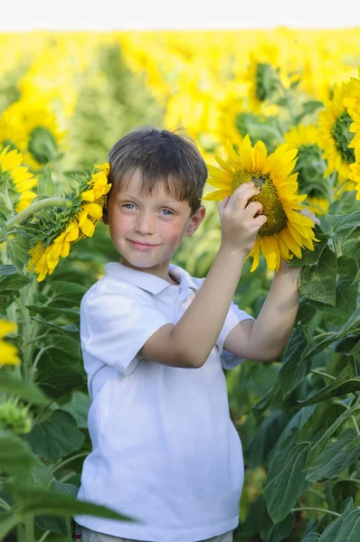 Junge im Sonnenblumenfeld — Stockfoto