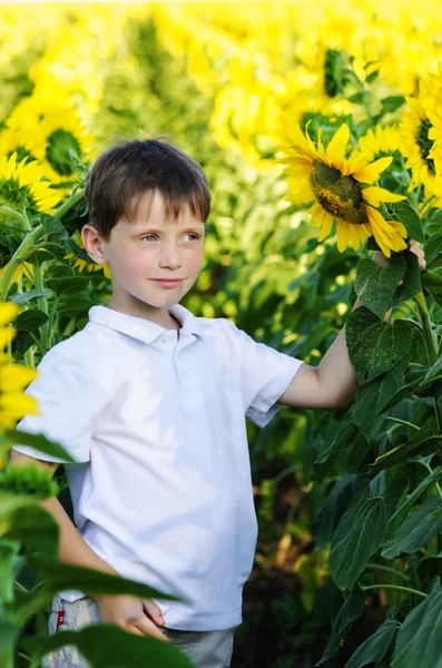 Niño en el campo de girasoles —  Fotos de Stock