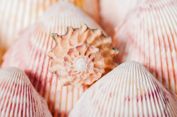 Beautiful seashells close-up in a basket — Stock Photo, Image