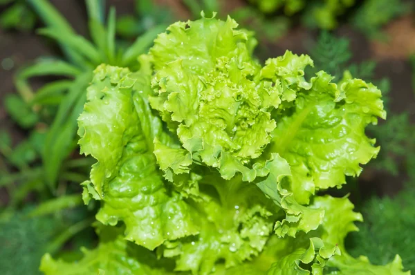 Lettuce growing in the garden — Stock Photo, Image