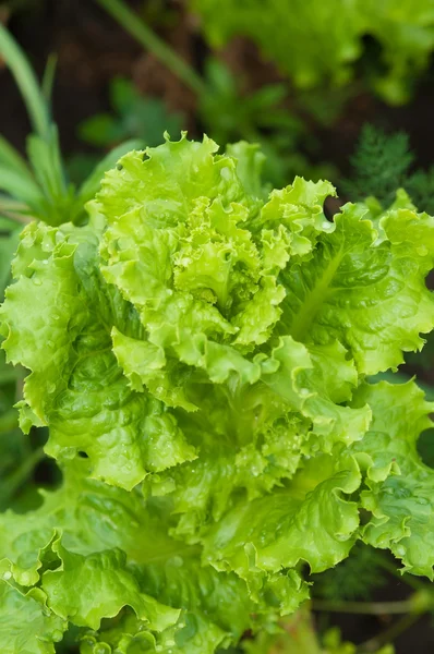 Lettuce growing in the garden — Stock Photo, Image