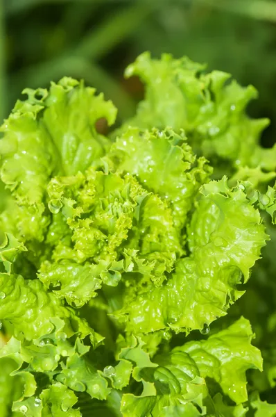 Lettuce growing in the garden — Stock Photo, Image