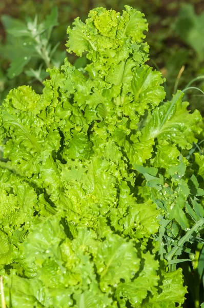Lettuce growing in the garden — Stock Photo, Image