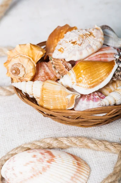 Schöne Muscheln aus nächster Nähe in einem Korb — Stockfoto