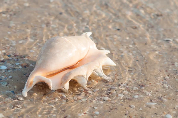 Beautiful shell on the beach in the sand — Stock Photo, Image