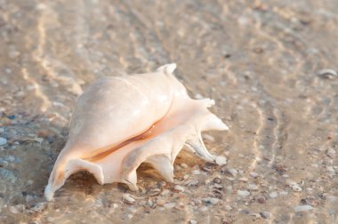 Güzel kabuk kum plaj