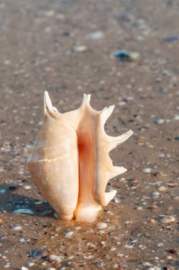 Güzel kabuk kum plaj