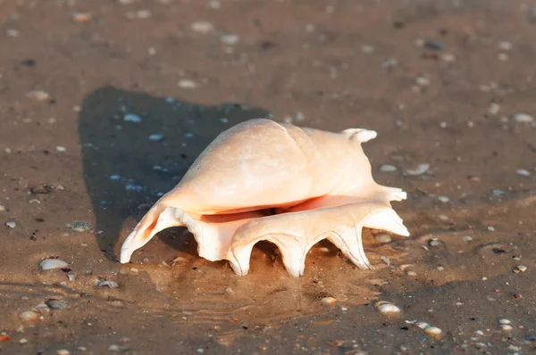 Schöne Muschel am Strand im Sand — Stockfoto