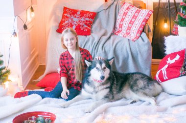 Kırmızı ekose gömlekli, sarı saçlı tatlı kız Noel için dekore edilmiş bir odada köpek Malamute ile oynuyor. Noel havası. - Mutlu yıllar. Köpekler ve insanlar