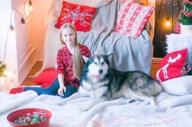 Kırmızı ekose gömlekli, sarı saçlı tatlı kız Noel için dekore edilmiş bir odada köpek Malamute ile oynuyor. Noel havası. - Mutlu yıllar. Köpekler ve insanlar
