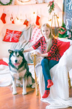 Kırmızı ekose gömlekli, sarı saçlı tatlı kız Noel için dekore edilmiş bir odada köpek Malamute ile oynuyor. Noel havası. - Mutlu yıllar. Köpekler ve insanlar