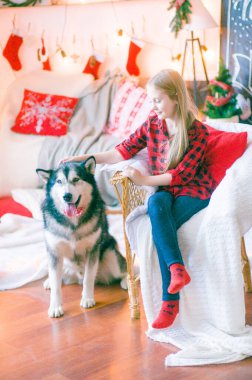Kırmızı ekose gömlekli, sarı saçlı tatlı kız Noel için dekore edilmiş bir odada köpek Malamute ile oynuyor. Noel havası. - Mutlu yıllar. Köpekler ve insanlar
