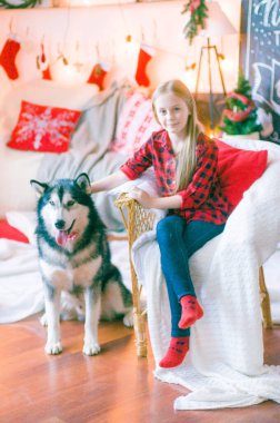 Kırmızı ekose gömlekli, sarı saçlı tatlı kız Noel için dekore edilmiş bir odada köpek Malamute ile oynuyor. Noel havası. - Mutlu yıllar. Köpekler ve insanlar