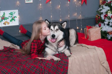 Kırmızı ekose gömlekli, sarı saçlı tatlı kız Noel için dekore edilmiş bir odada köpek Malamute ile oynuyor. Noel havası. - Mutlu yıllar. Köpekler ve insanlar