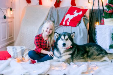 Kırmızı ekose gömlekli, sarı saçlı küçük tatlı kız Noel için dekore edilmiş bir odada köpek Malamute ile oynuyor. Noel havası. - Mutlu yıllar. Köpekler ve insanlar
