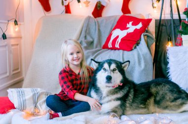 Kırmızı ekose gömlekli, sarı saçlı küçük tatlı kız Noel için dekore edilmiş bir odada köpek Malamute ile oynuyor. Noel havası. - Mutlu yıllar. Köpekler ve insanlar