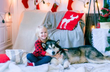 Kırmızı ekose gömlekli, sarı saçlı küçük tatlı kız Noel için dekore edilmiş bir odada köpek Malamute ile oynuyor. Noel havası. - Mutlu yıllar. Köpekler ve insanlar