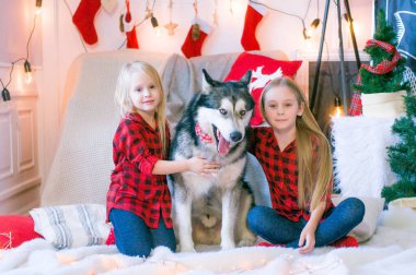 Kırmızı ekose gömlekli sarı saçlı şirin kız kardeşler Noel için dekore edilmiş bir odada köpek Malamute ile oynuyorlar. Noel havası. - Mutlu yıllar. Köpekler ve insanlar