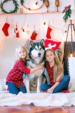 Kırmızı ekose gömlekli sarı saçlı şirin kız kardeşler Noel için dekore edilmiş bir odada köpek Malamute ile oynuyorlar. Noel havası. - Mutlu yıllar. Köpekler ve insanlar