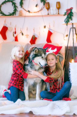 Kırmızı ekose gömlekli sarı saçlı şirin kız kardeşler Noel için dekore edilmiş bir odada köpek Malamute ile oynuyorlar. Noel havası. - Mutlu yıllar. Köpekler ve insanlar