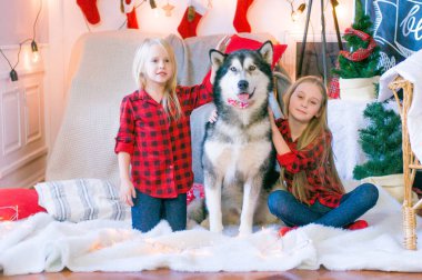 Kırmızı ekose gömlekli sarı saçlı şirin kız kardeşler Noel için dekore edilmiş bir odada köpek Malamute ile oynuyorlar. Noel havası. - Mutlu yıllar. Köpekler ve insanlar