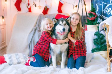 Kırmızı ekose gömlekli sarı saçlı şirin kız kardeşler Noel için dekore edilmiş bir odada köpek Malamute ile oynuyorlar. Noel havası. - Mutlu yıllar. Köpekler ve insanlar