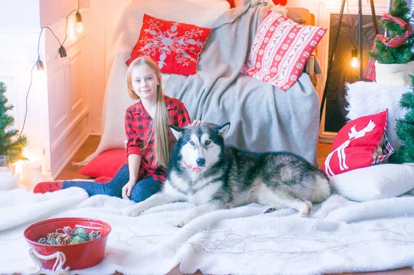 Kırmızı ekose gömlekli, sarı saçlı tatlı kız Noel için dekore edilmiş bir odada köpek Malamute ile oynuyor. Noel havası. - Mutlu yıllar. Köpekler ve insanlar
