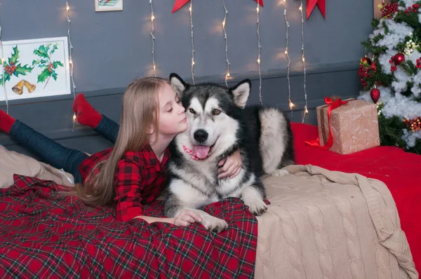 Cute  girl with blond hair in a red plaid shirts  plays with a dog Malamute  in a room decorated for Christmas. Christmas mood. Happy New Year. Dogs and people