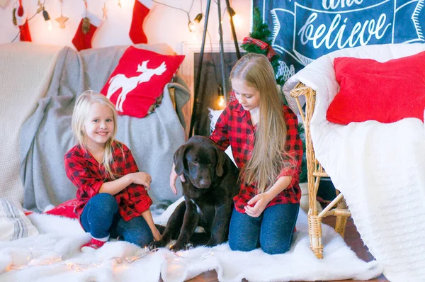 Cute  sisters with blond hair in a red plaid shirts  plays with a dog Labrador in a room decorated for Christmas. Christmas mood. Happy New Year. Dogs and people