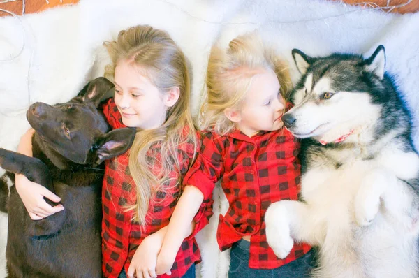 Cute Sisters Blond Hair Red Plaid Shirts Plays Dog Malamute — Stock Photo, Image