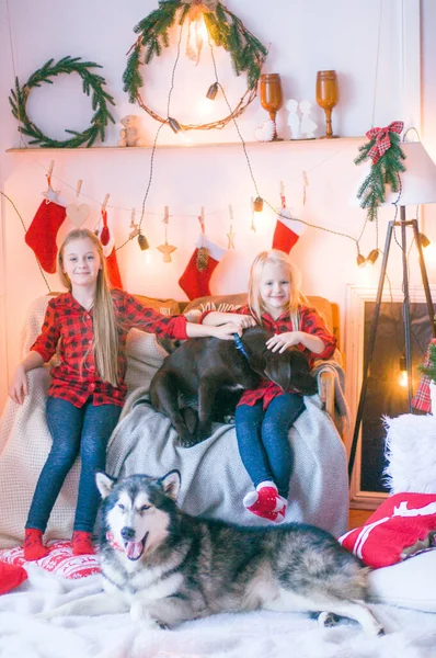 Cute Sisters Blond Hair Red Plaid Shirts Plays Dog Malamute — Stock Photo, Image