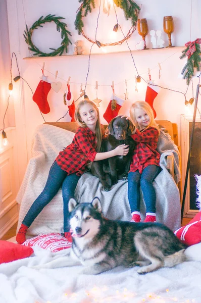 Cute  sisters with blond hair in a red plaid shirts  plays with a dog Malamute and Labrador in a room decorated for Christmas. Christmas mood. Happy New Year. Dogs and people