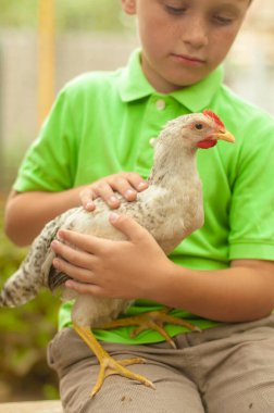 A cute boy in a green t-shirt holds a chicken in his arms in nature in summer. Animals and children
