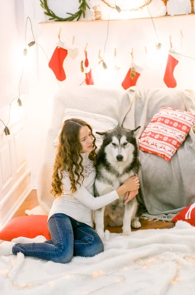 大きなMalamuteとクリスマスの装飾を持つ部屋の白い引き出しの中に長い暗い巻き毛を持つかわいい十代の女の子 クリスマス気分 ペット — ストック写真