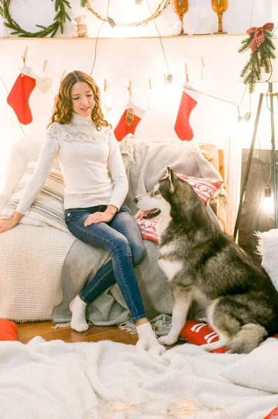 大きなMalamuteとクリスマスの装飾を持つ部屋の白い引き出しの中に長い暗い巻き毛を持つかわいい十代の女の子 クリスマス気分 ペット — ストック写真