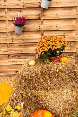 Sonbahar fotoğraf bölgesi sonbahar çiçekleri, ahşap arka plan ve çeşitli renkli balkabakları ile süslenmiş ve güneşli bir sonbahar gününde kırlarda saman. Sonbahar havası. utbahar tatilleri