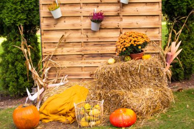 Sonbahar fotoğraf bölgesi sonbahar çiçekleri, ahşap arka plan ve çeşitli renkli balkabakları ile süslenmiş ve güneşli bir sonbahar gününde kırlarda saman. Sonbahar havası. utbahar tatilleri